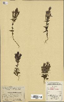 spécimen de Gentiana germanica