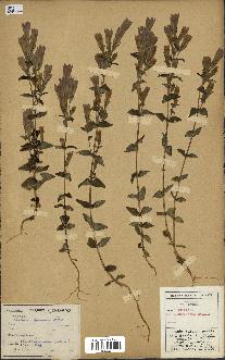 spécimen de Gentiana germanica