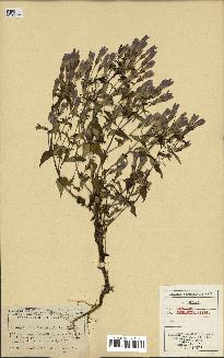 spécimen de Gentiana germanica