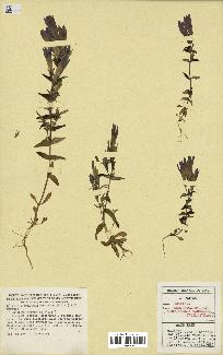 spécimen de Gentiana germanica
