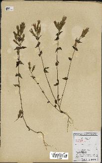 spécimen de Gentiana germanica