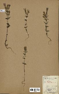 spécimen de Gentiana germanica