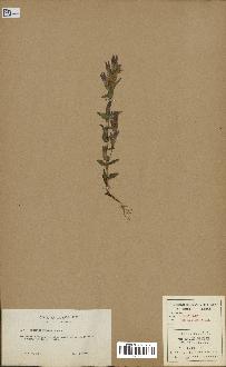 spécimen de Gentiana germanica