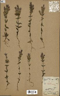 spécimen de Gentiana germanica