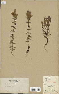 spécimen de Gentiana germanica