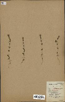 spécimen de Gentiana germanica