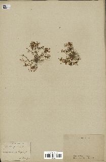 spécimen de Montia fontana