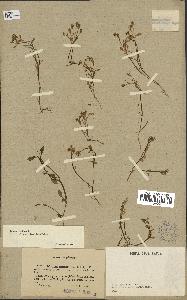spécimen de Montia fontana