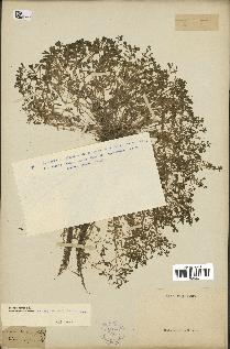 spécimen de Montia fontana
