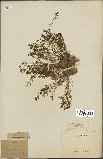 spécimen de Montia fontana