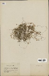 spécimen de Montia fontana