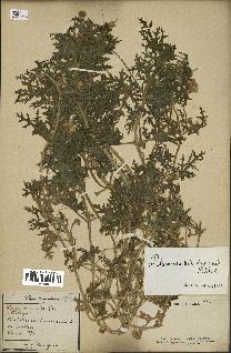 spécimen de Blumenbachia insignis