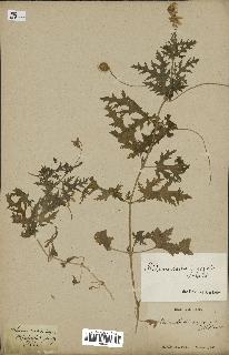 spécimen de Blumenbachia insignis