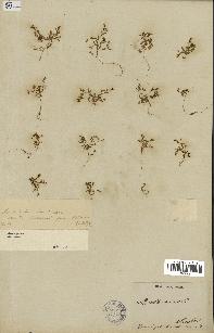 spécimen de Montia fontana