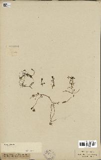 spécimen de Montia fontana