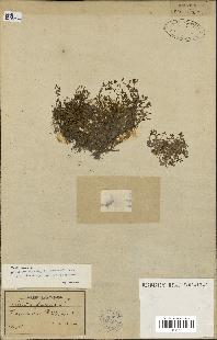 spécimen de Montia fontana