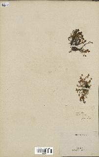 spécimen de Montia fontana