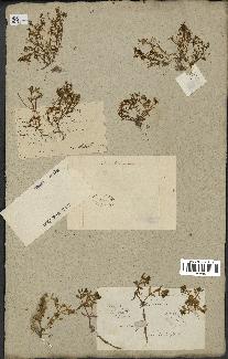 spécimen de Montia fontana