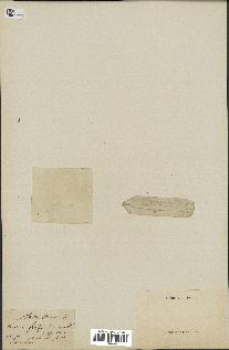 spécimen de Montia fontana