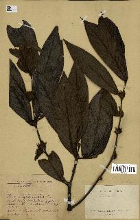 spécimen de Lasianthus sp.