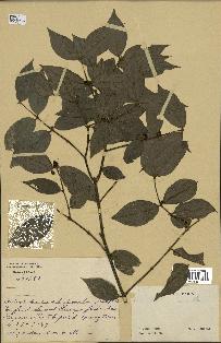 spécimen de Lasianthus sp.