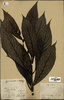 spécimen de Lasianthus sp.