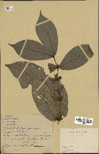 spécimen de Lasianthus sp.