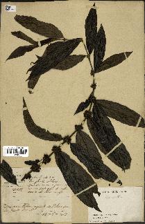 spécimen de Lasianthus sp.