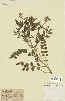 spécimen de Polemonium reptans