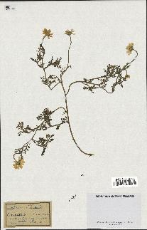 spécimen de Anthemis arvensis