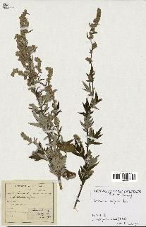 spécimen de Artemisia vulgaris