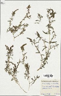 spécimen de Amaranthus muricatus