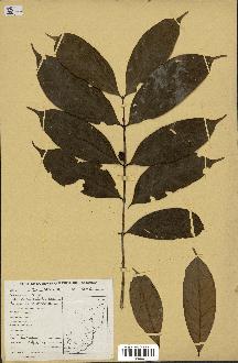 spécimen de Coffea sp.