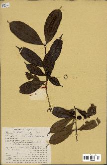 spécimen de Coffea sp.