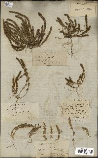spécimen de Valantia hispida