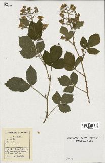 spécimen de Rubus sp.