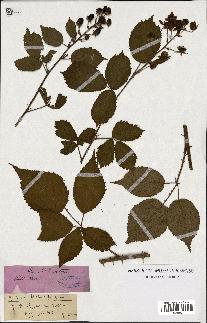 spécimen de Rubus sulcatus