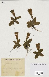 spécimen de Gentiana excisa