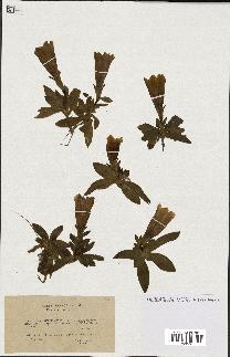 spécimen de Gentiana excisa