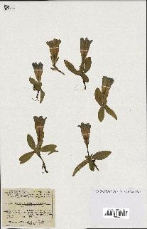 spécimen de Gentiana kochiana