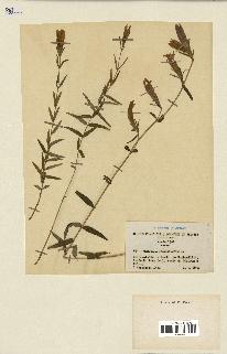 spécimen de Gentiana pneumonanthe
