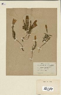 spécimen de Gentiana pneumonanthe