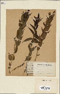 spécimen de Gentiana asclepiadea
