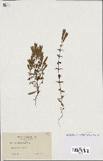 spécimen de Gentiana germanica