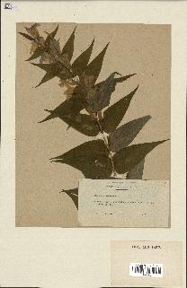 spécimen de Gentiana asclepiadea