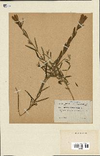 spécimen de Gentiana pneumonanthe