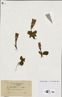 spécimen de Gentiana kochiana