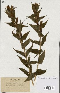 spécimen de Gentiana asclepiadea