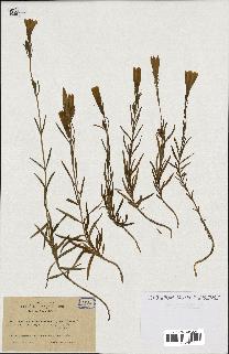 spécimen de Gentiana pneumonanthe