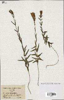 spécimen de Gentiana pneumonanthe